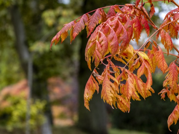 Guided wider estate walks - Autumn trees