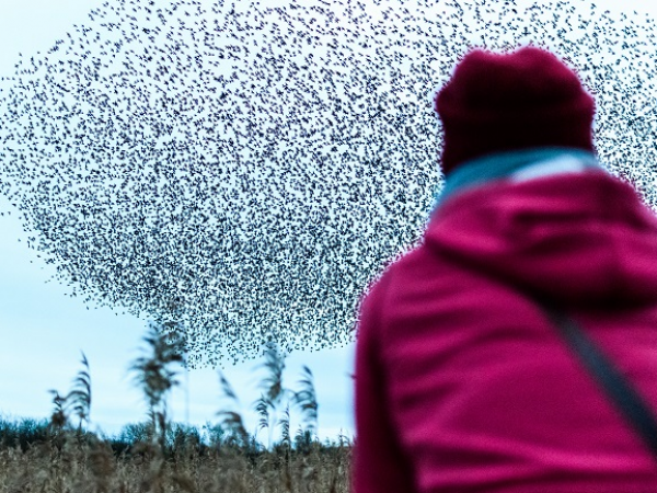 Beginner Bird Walk and Heathland Tour