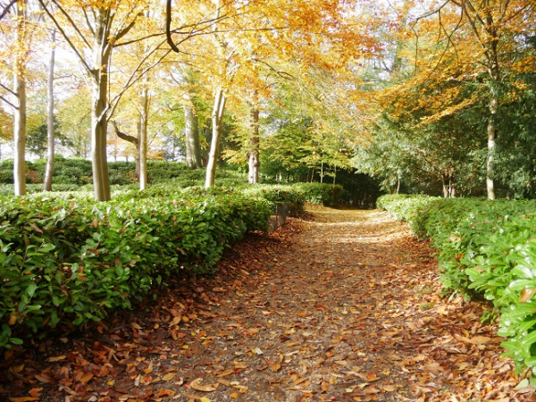 All about Oaks Tree Walk