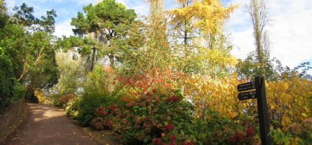 Seasonal Garden Walk: Autumn Colour