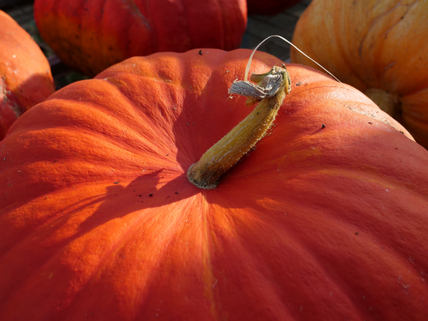 Floral Pumpkin Decorating Workshop
