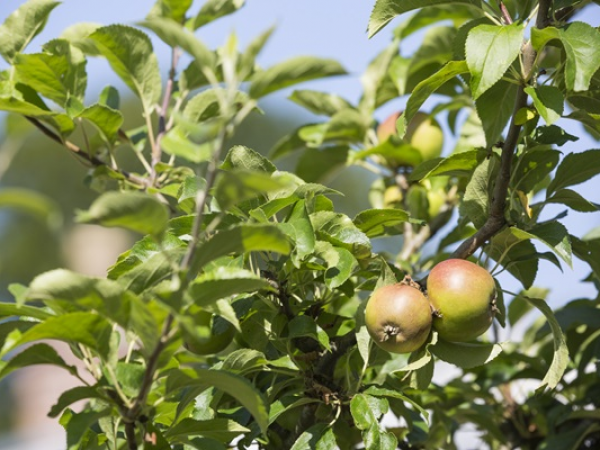 Apple Tree Grafting Workshop