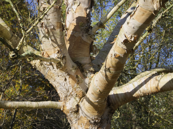 Gardener Walk & Talk: Brilliant Birches with Fiona & Nick