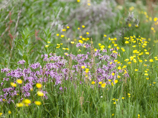 Wildflower walk at Staunton Harold