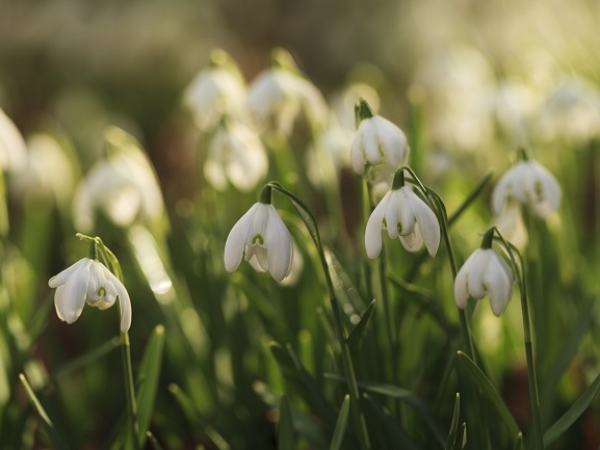 Snowdrops at Chastleton