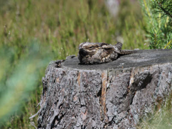 Nightjar Walk