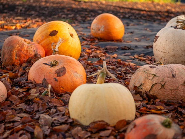Half-Term Pumpkin Picking