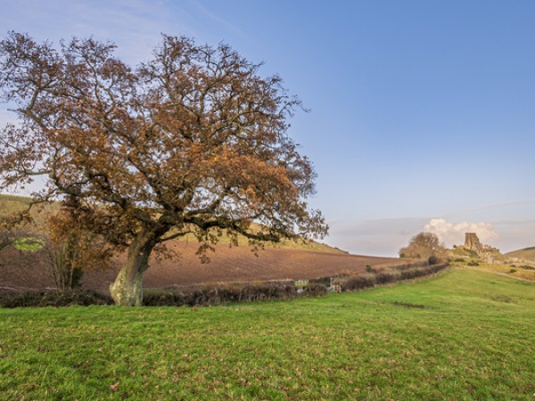 Hedgerow Harvest and Seed Planting