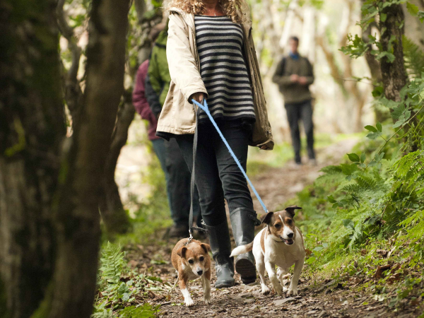 On-Lead Dog Walking Workshops