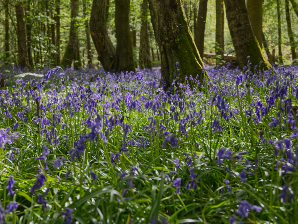 Bluebells Photography Workshop