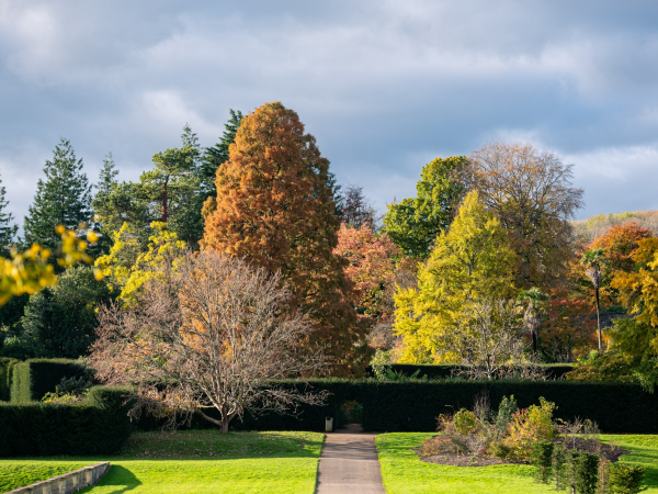 Autumn colour Arboretum tour at Dyffryn Gardens