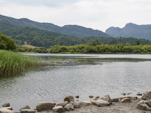 Help Out Day: Coppicing at Elterwater