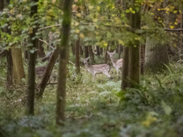 A walk around Hidden Ickworth