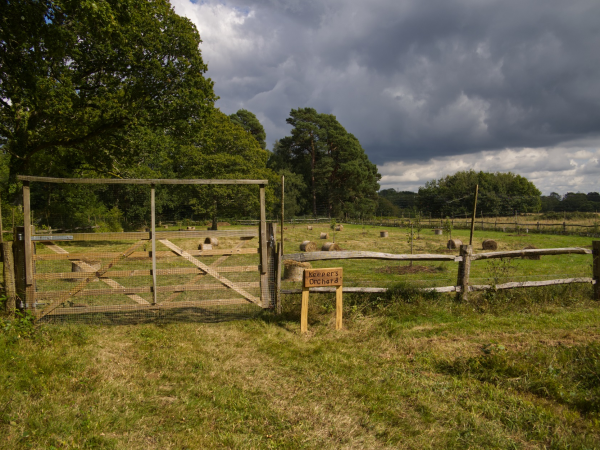 Orchard Guided Walk - Wed 23 April, 10.30am - 12.30pm.