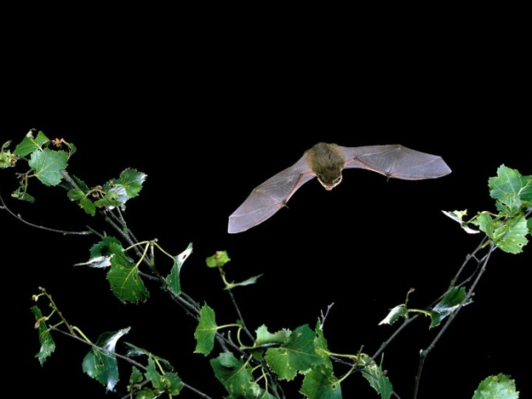 Family Friendly Guided Bat Walk