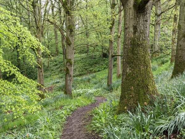 Nature Connection Walks with Wild Soul