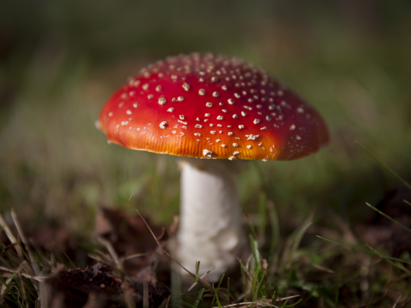 Fungi Foray at Divis & Black Mountain