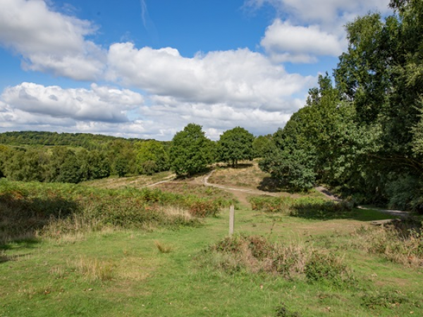 Free Guided Walk: The Archaeology of Headley Heath