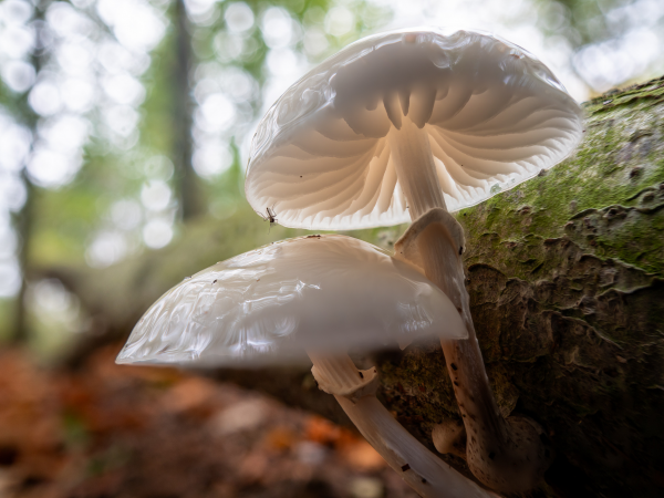 Fungi identification workshops
