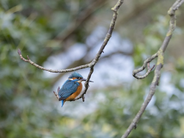 February Half term: Birds and Brushes: Storytelling and Crafts