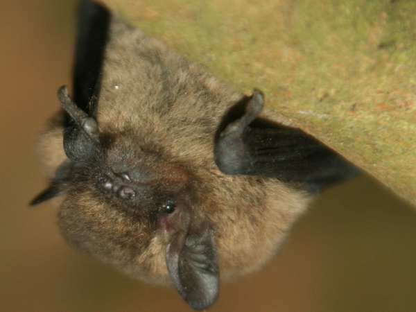 Family Bat Walks at Bodiam Castle
