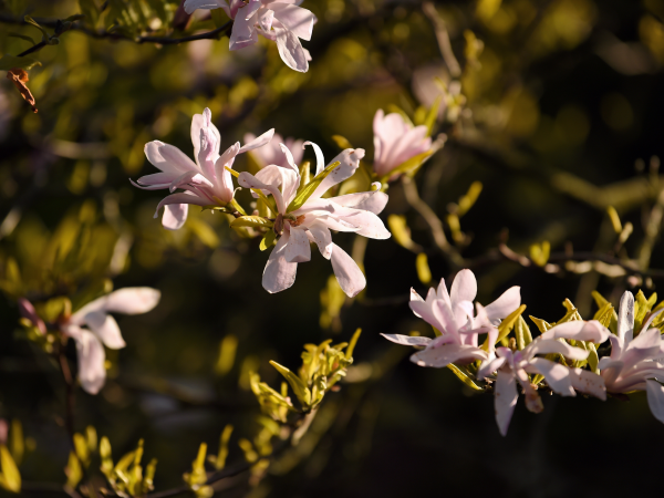 Spring Tree Walk