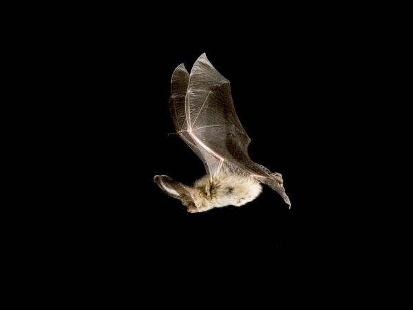Treasured Land: Bat Walks - Dinefwr