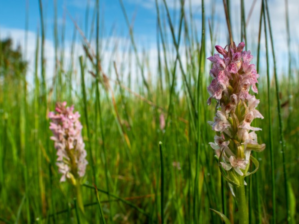 Fen Flowers Guided Walk