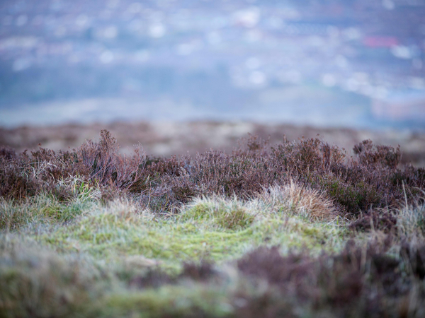 Halloween themed guided Nature walk on Divis & Black Mountain