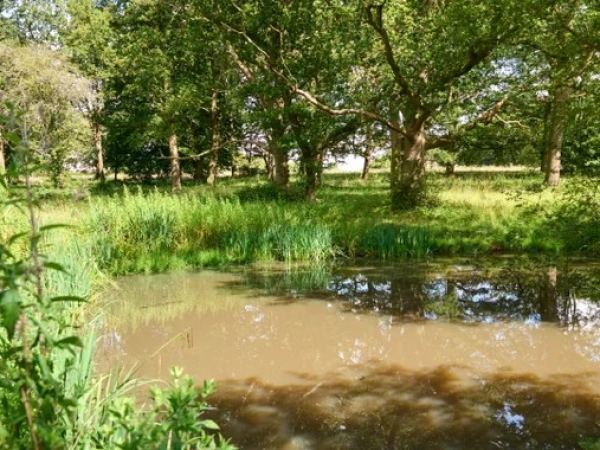 Outwood Common Winter Tree Walk