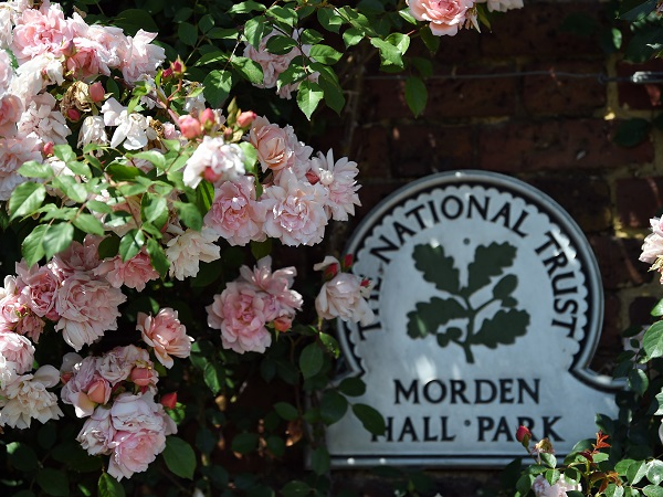 Rose Garden Walk and Talk with the Gardener, Sat 13 June, 10am-11am
