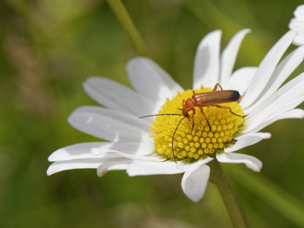 Teatime Talk: Invertebrates and You - Should we live together?