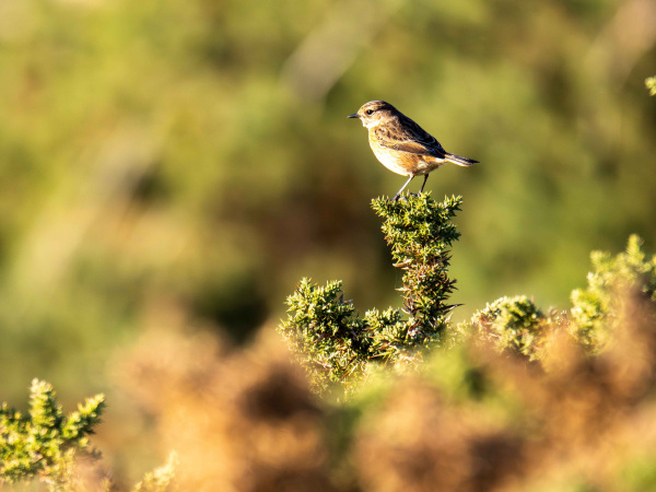 Bird Watching Walks