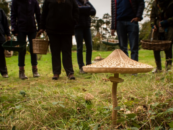 Foraging Workshop (One and a half hour session)