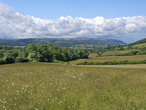 Tea & Talks: Women in Nature Conservation