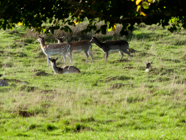 Deer Rut Guided Walk