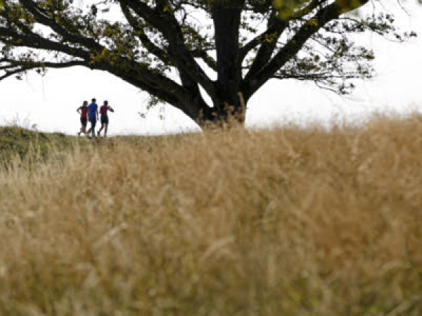 Kingston Lacy social walks