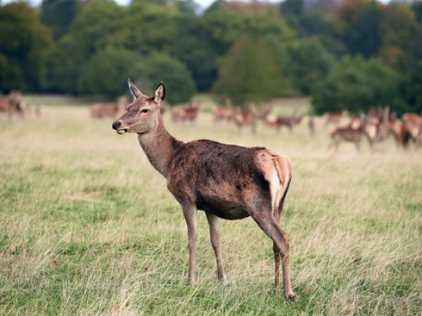 Meet the Deer at Wentworth Castle Gardens