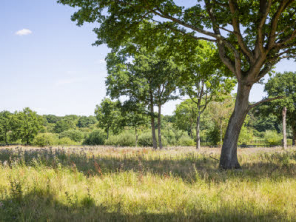 Forest Bathing - Hatfield Forest