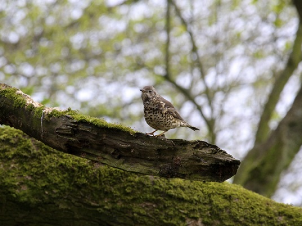 Dawn Chorus Walk at Badbury