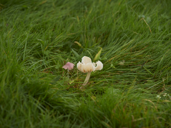 Guided Waxcap Fungi Walk at Chirk Castle