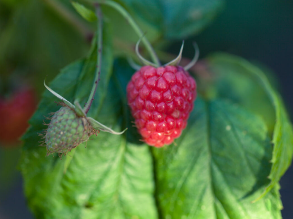 Family Volunteering: Raspberry Picking in the Walled Kitchen Garden