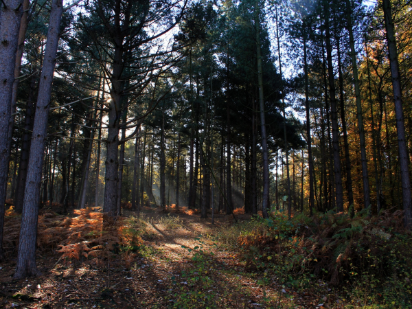 Area Ranger Guided Walks