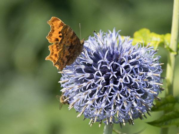 May half term: butterfly discovery walks at Staunton Harold