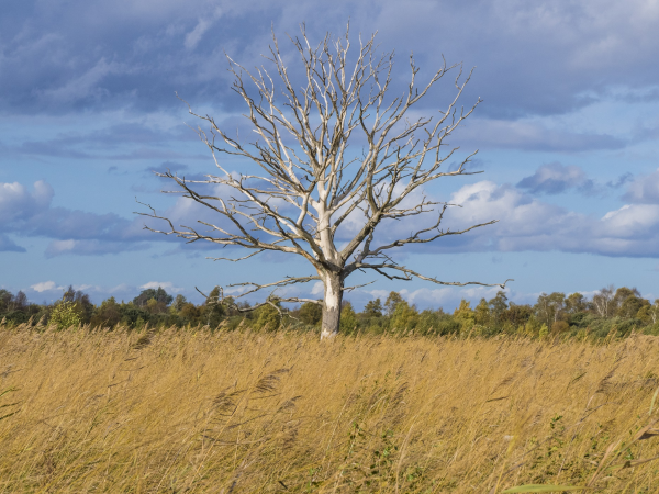 Fenland Nature – a view from behind the lens