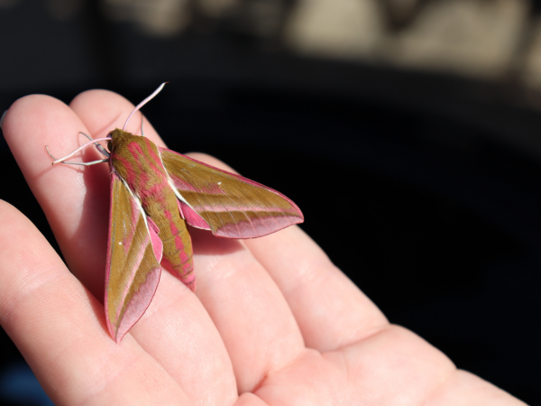 Family craft workshop - Mixed Media Moths