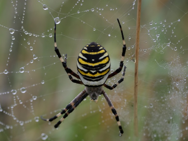 Family Painting Workshop - Spiders!