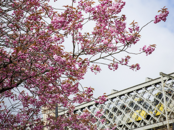 Blossom & Bloomtown: Pencils and Petals Art and Botany Workshops