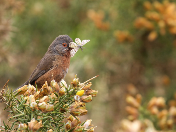 Dartford Warbler walk