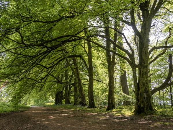 Guided wider estate walks - Active Hike